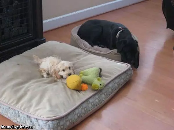 Traded Beds