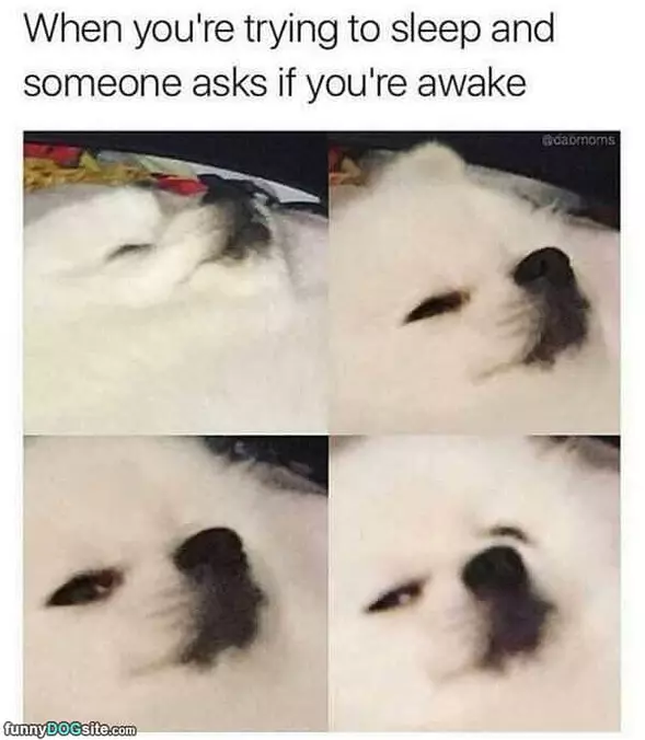 Are You Awake