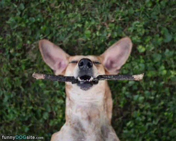 Zen With My Stick