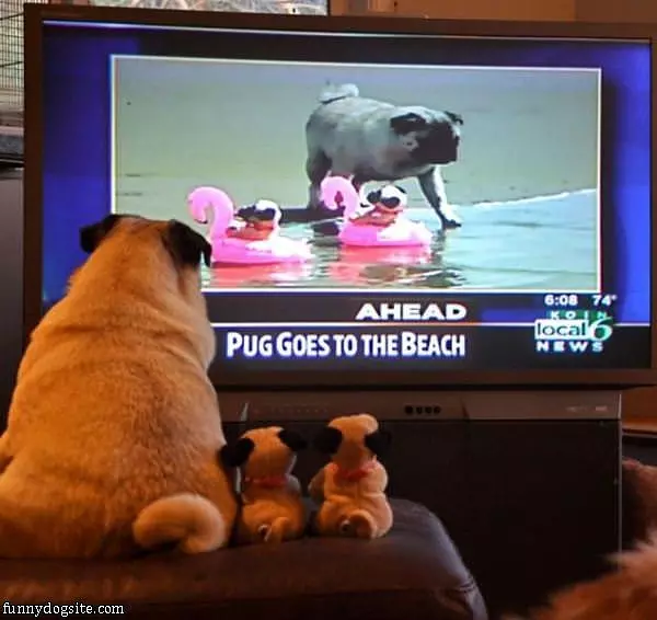 Pugs Go To The Beach