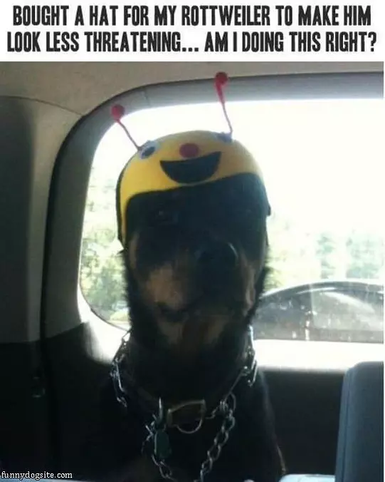 Nice Hat