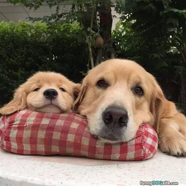 Me And Buddy