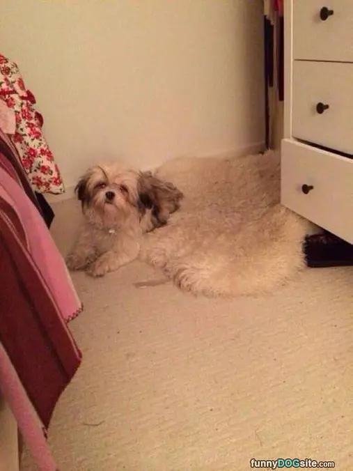 Matches The Rug