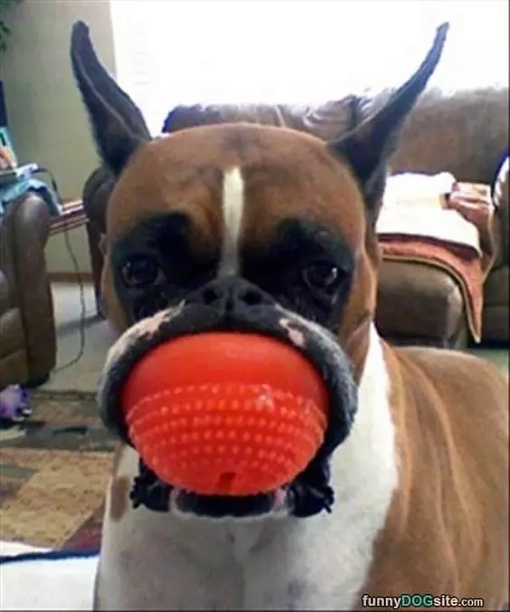 Fun Fetch