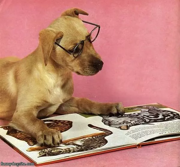 Reading About Cats
