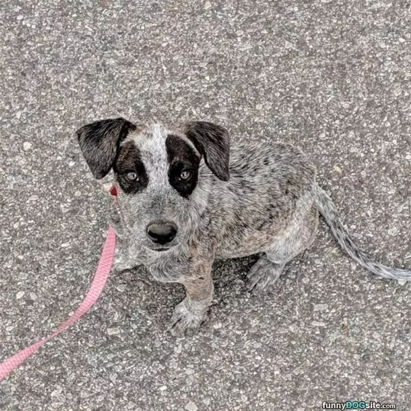 Camo Dog