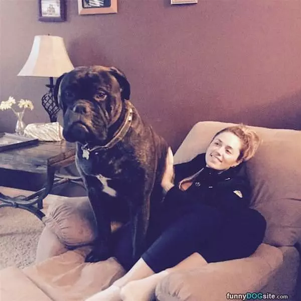 One Big Lap Dog