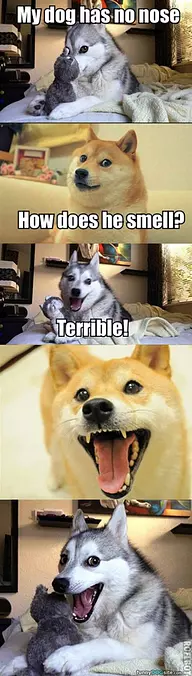 Dog Doesnt Trust Balloons