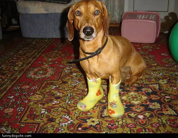Nice Boots