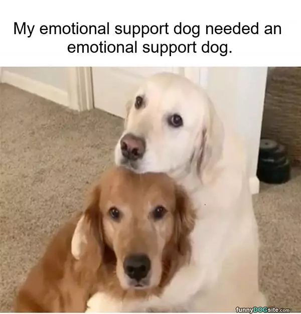 Emotional Support Dog
