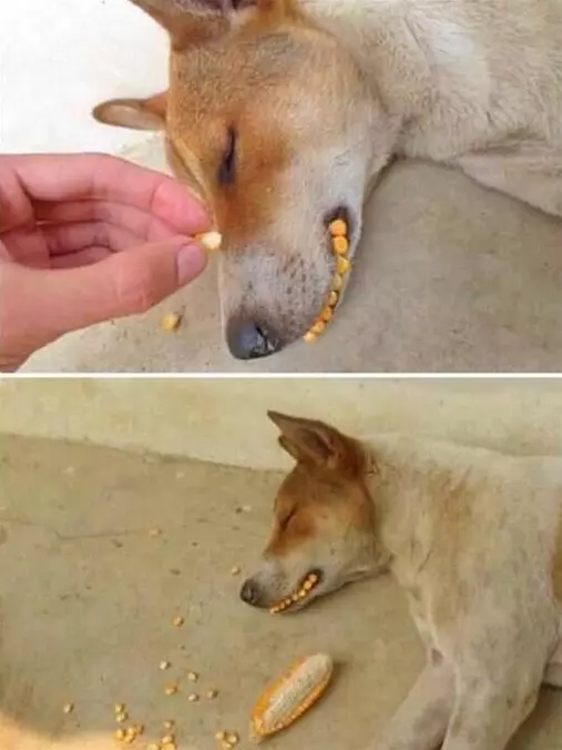 A Corny Smile