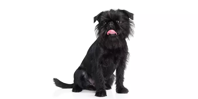 Brussels Griffon