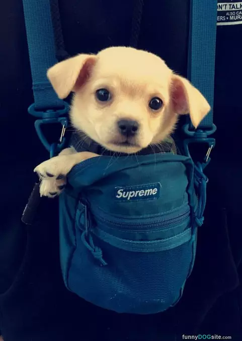 A Bag Of Puppo