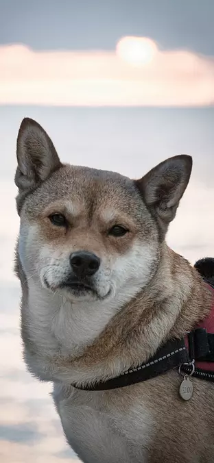 Akita Inu