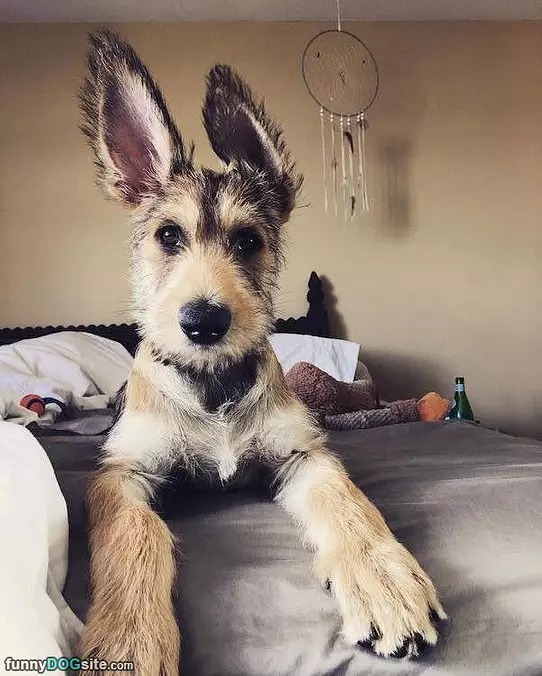 Got My Ears Up