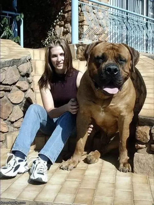 Very Huge Dog