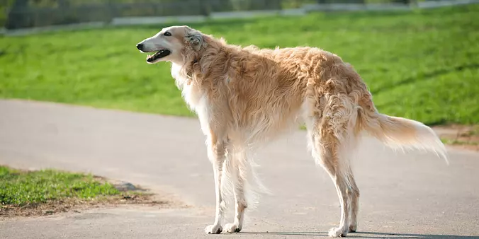 beige Borzoi