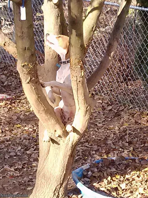 Im A Bird Now