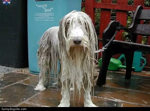 Wet And Mad