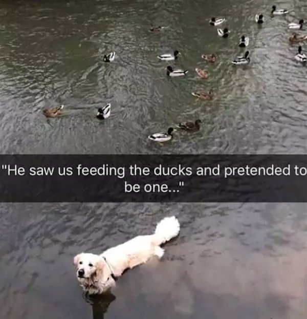 I Am A Duck Now