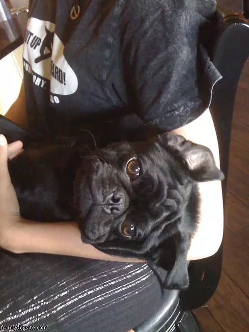 Winston The Pug Being Held