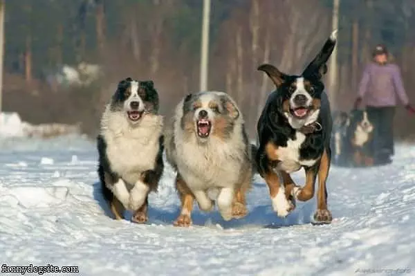 Running Dogs