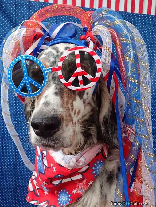Patriotic Dog