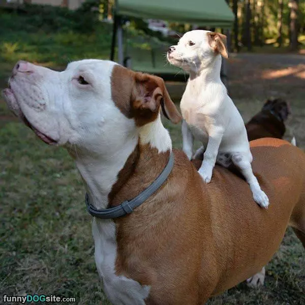 Woof Woof