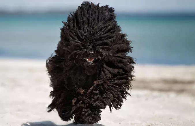 Puli running on the beach