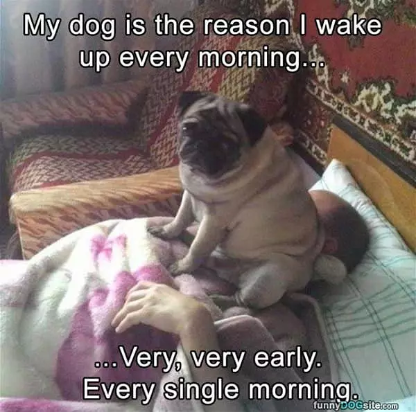 My Dog Is Why I Wake Up