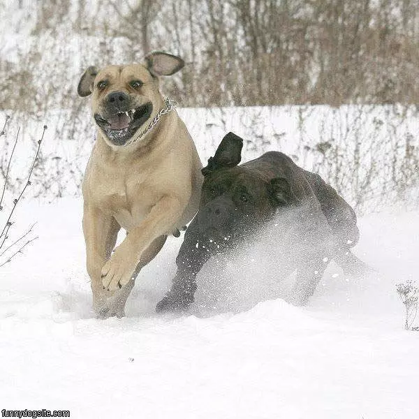 The Dog Race