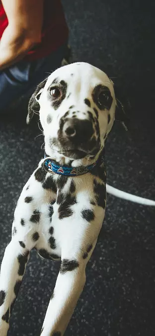 Dalmatian