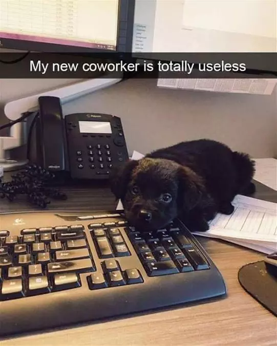My New Co Workers