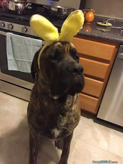 I Am A Big Bunny