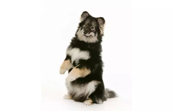 Swedish Lapphund puppy