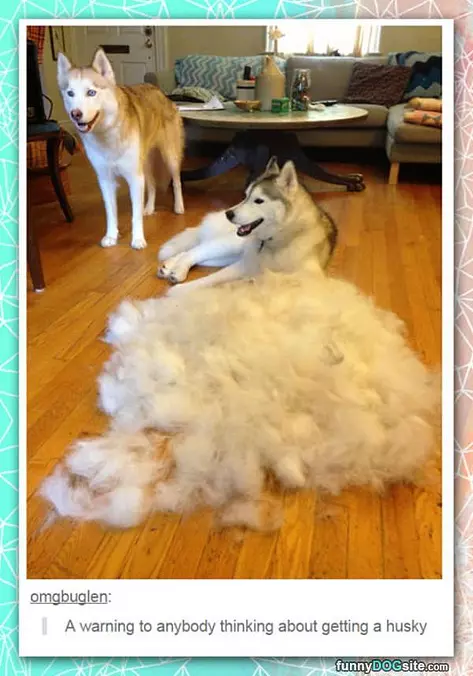 Huskys