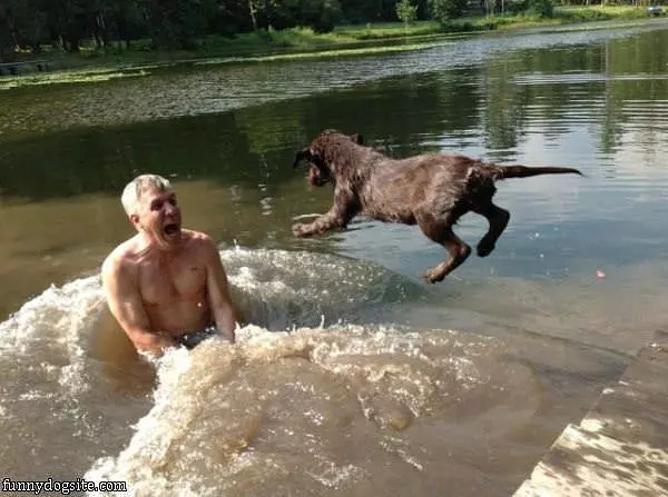 Flying Attack Dog