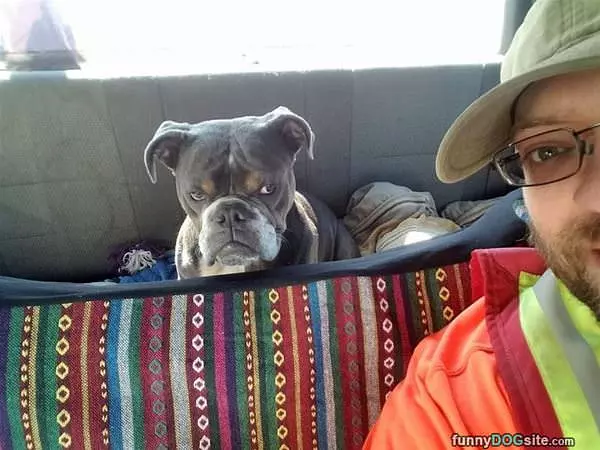 Backseat Dog
