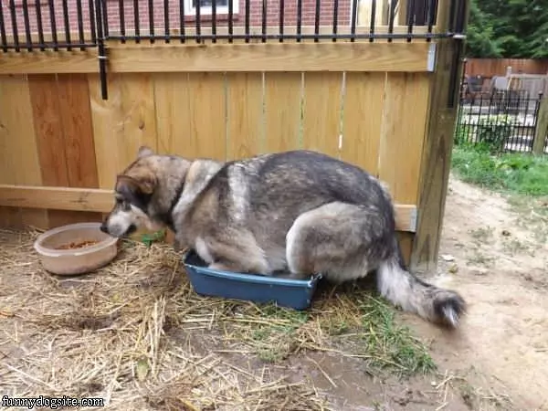 I Dont Fit So Good Dog