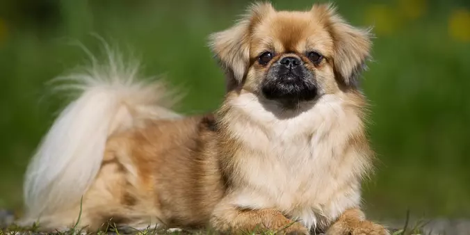 Tibetan Spaniel