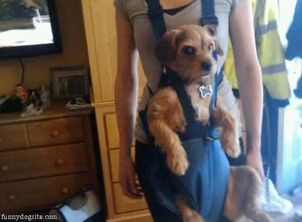 Not Amused Puppy