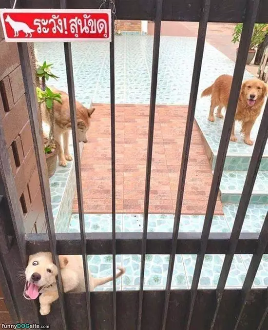 The Dog Place