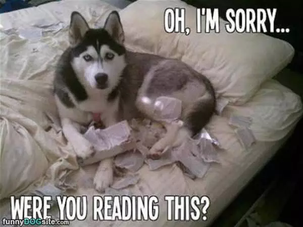 Oh I Am Sorry