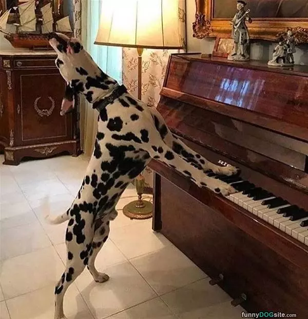 Sing Sing
