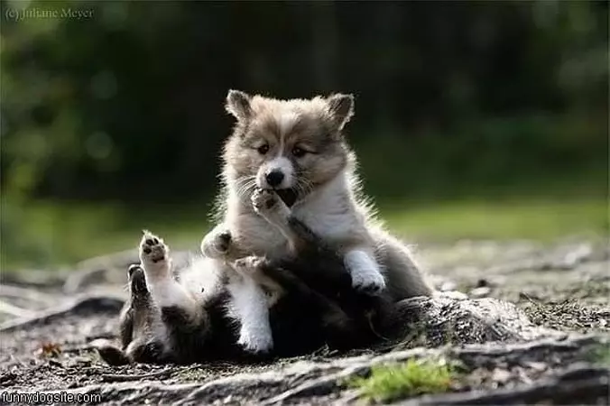 Puppy Fight