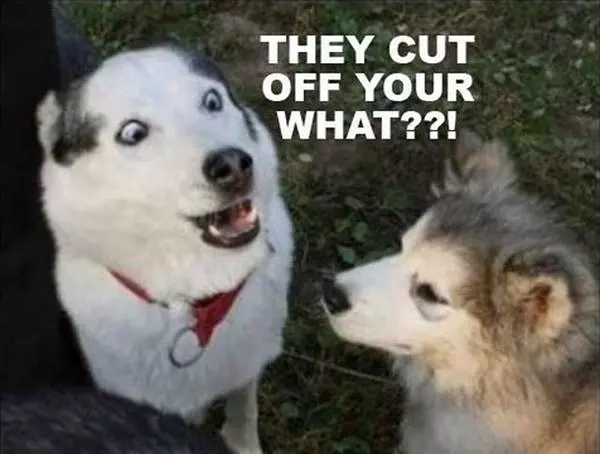 Your What