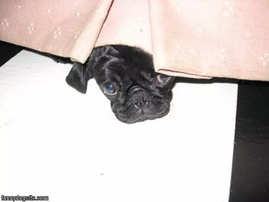 Hiding