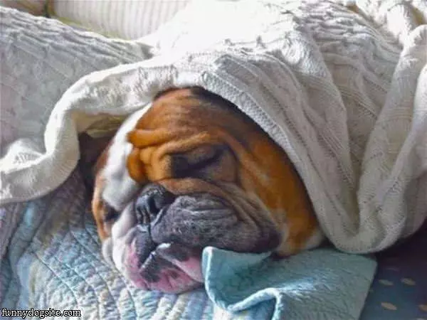 Sleepy Sleepy Dog