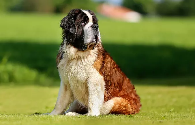 Saint Bernard puppy