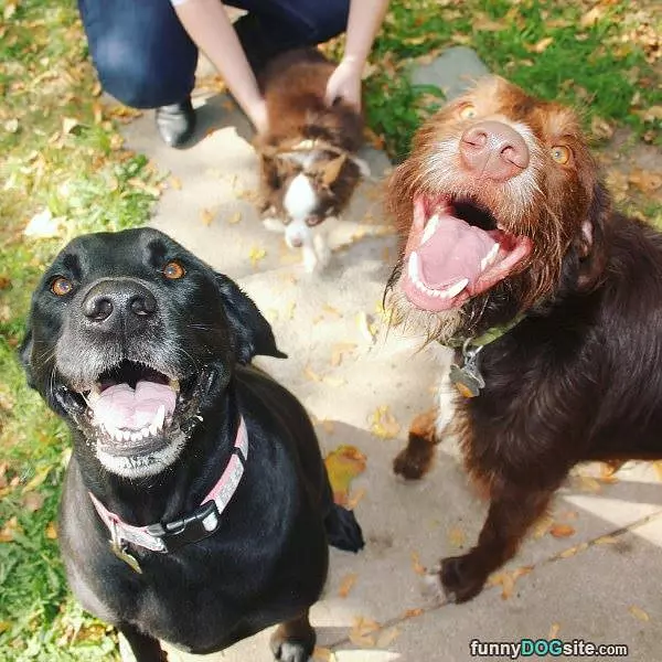 Couple Of Dogs Having Fun